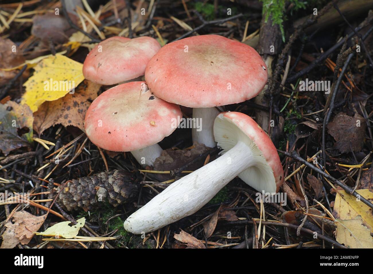 Russula depallens, noto come brittlegill sbiancato, funghi dalla Finlandia Foto Stock