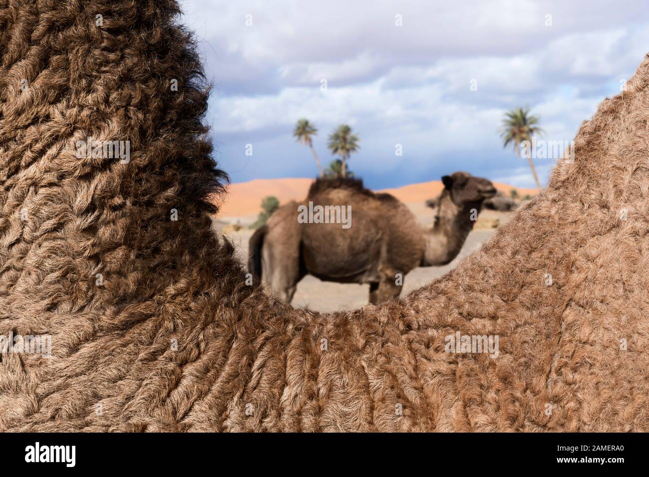 Primo piano del collo di un cammello (dromedario) con un cammello sfocato sullo sfondo. Profondità di campo bassa. Foto Stock