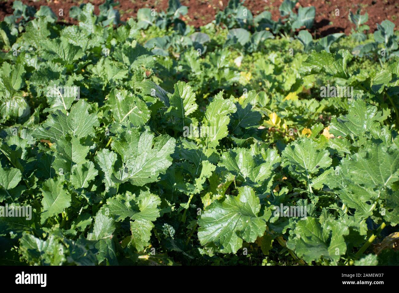 Le cime di rapa, rapini o broccoli rabe in un campo, verde crucifere vegetale, verdure, piatti della cucina mediterranea Foto Stock