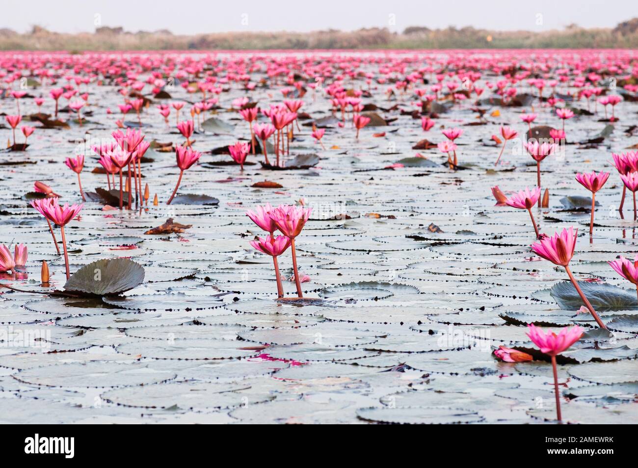 Pink lotus ninfee piena fioritura sotto la luce del mattino - pura e bella rossa lotus lake o lotus in mare di Nong Harn, Kumphawapi, Udonthani - Tailandia Foto Stock