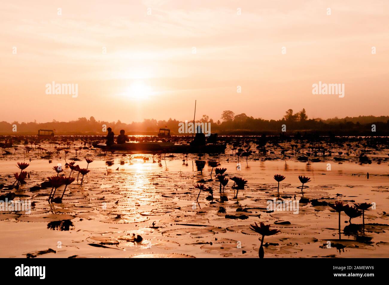 JAN 13, 2019 Udonthani, Thailandia - Rosa lotus ninfee pieno fiore contro la luce del mattino - pura e bella rossa lotus lake o lotus in mare di Nong H Foto Stock