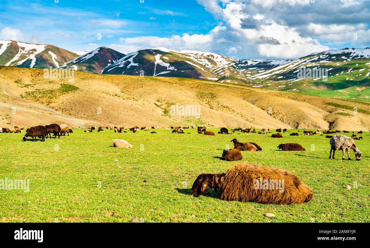 Allevamento di ovini nelle montagne della Turchia orientale Foto Stock