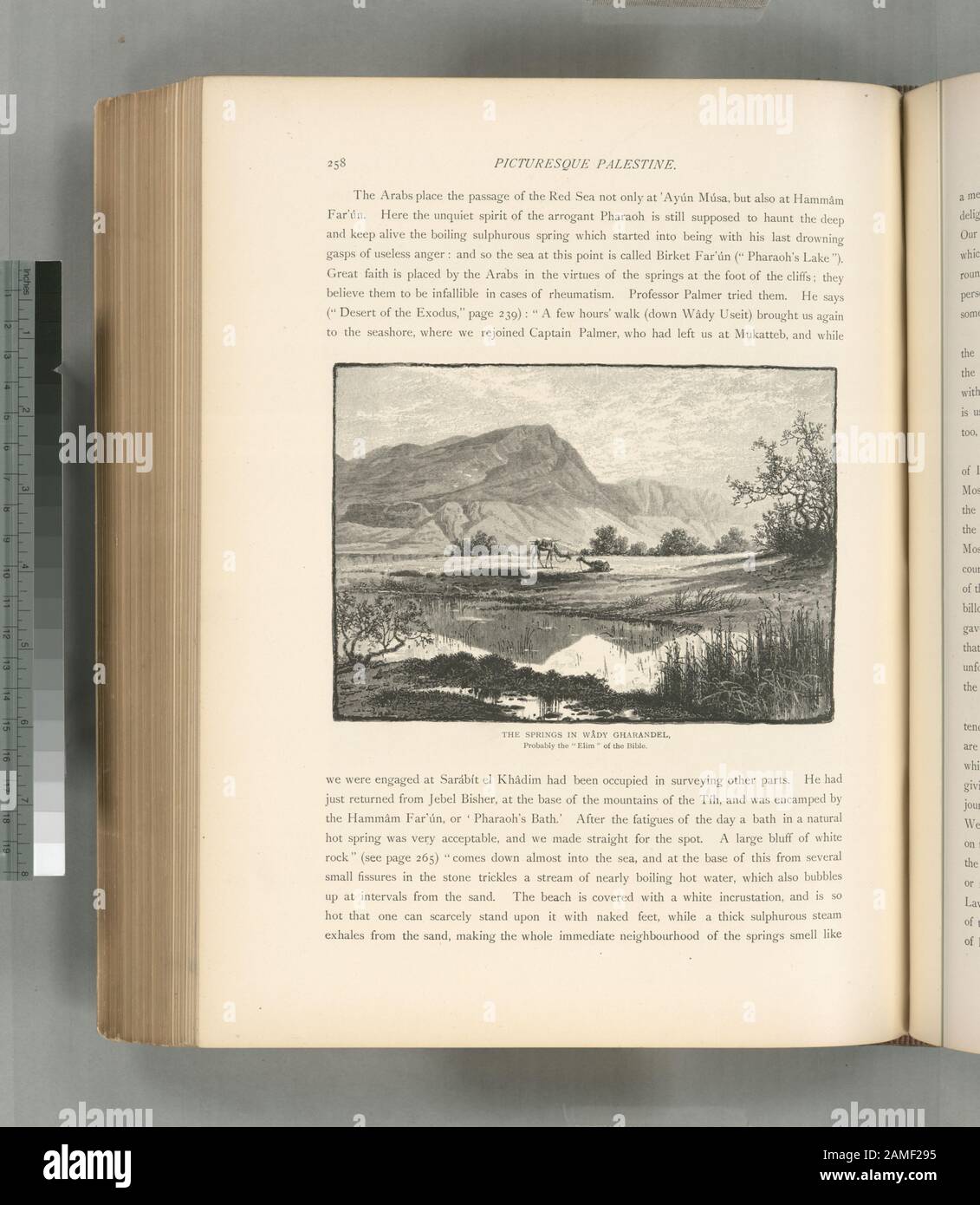 Le sorgenti di Wâdy Gharandel, probabilmente l'Elim del colonnello biblico Wilson, ed.; le sorgenti di Wâdy Gharandel, probabilmente l'Elim della Bibbia. Foto Stock