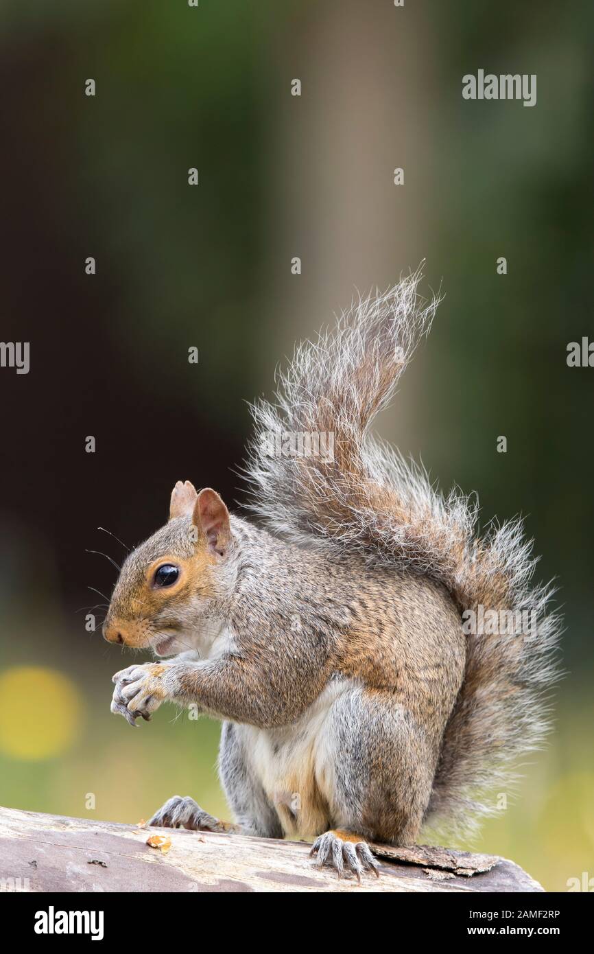 Vista laterale primo piano di scoiattolo grigio inglese selvatico animale (Sciurus carolinensis) isolato all'aperto, alimentare in giardino urbano UK. Carino scoiattolo mangiare, coda in su. Foto Stock