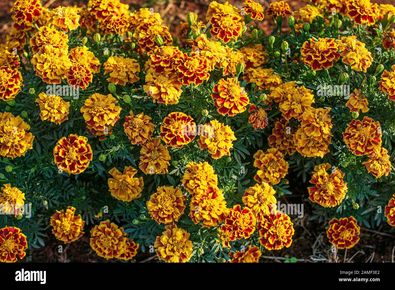 Blooming Tagete francese in giardino, Tagetes Patula, giallo arancio mazzo di fiori, foglie verdi piccolo arbusto, il fuoco selettivo. Foto Stock