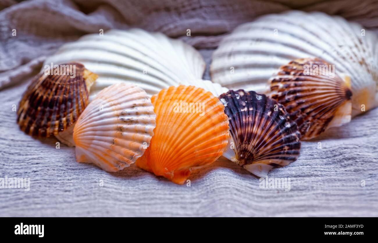 80 Conchiglie Marine Miste Naturali: Colorate Per Decorazioni Fai Da Te, Matrimoni E Festa
