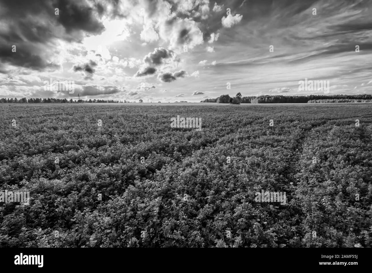 Campo rurale nella stagione autunnale. Paesaggio con cielo nuvoloso sfondo, sentiero e alberi gialli. Foto Stock