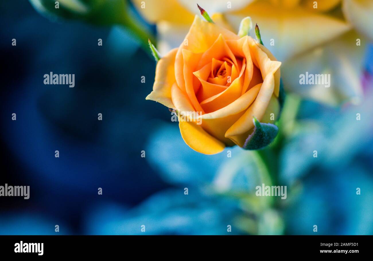 Durante la primavera del momento straordinario per vedere i fiori e nature , ho usato con questa Nikon D5200 con 50mm 1,8G + tubo di estensione Foto Stock