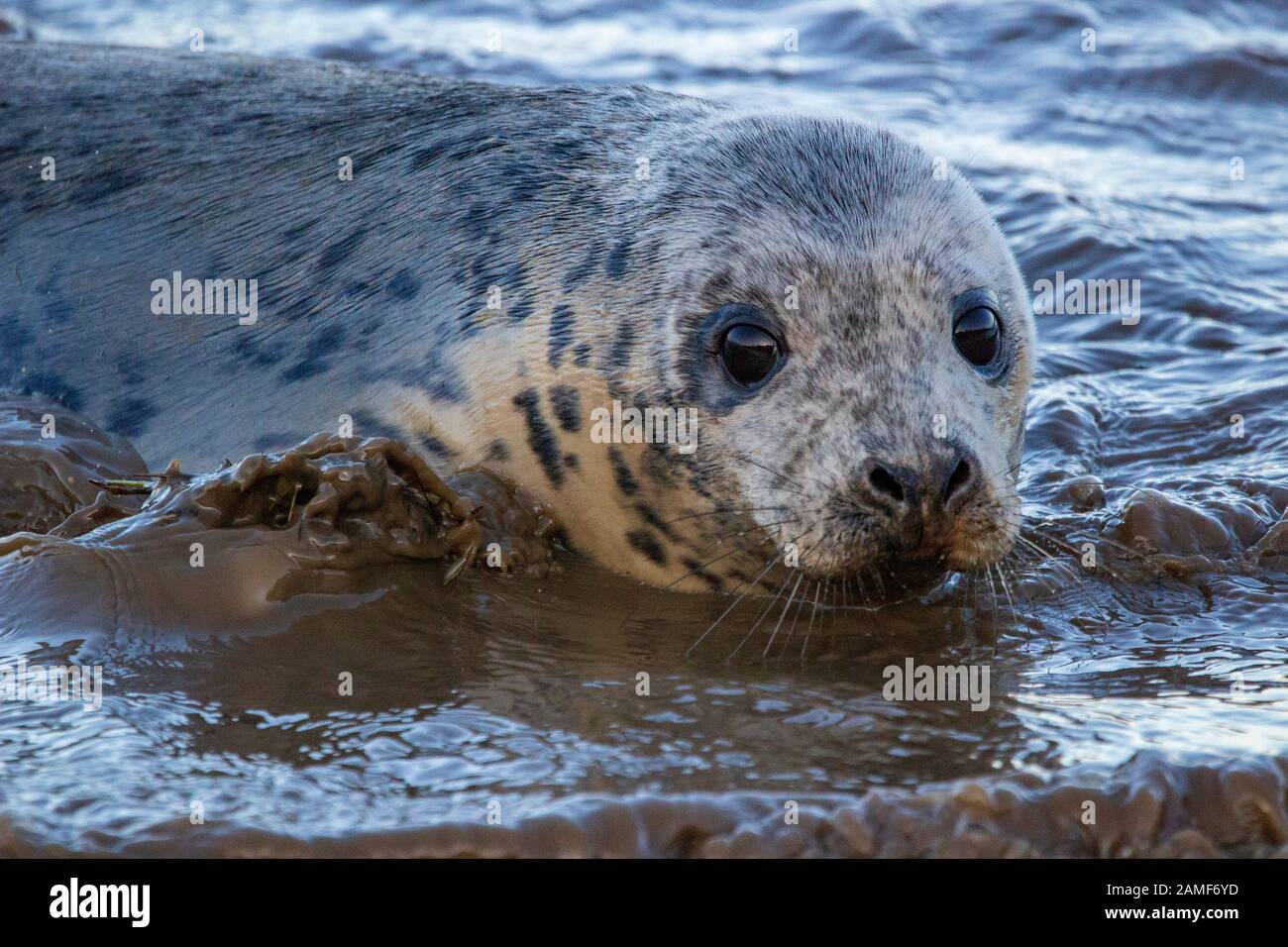 I giovani a macchie tenuta in acqua Foto Stock