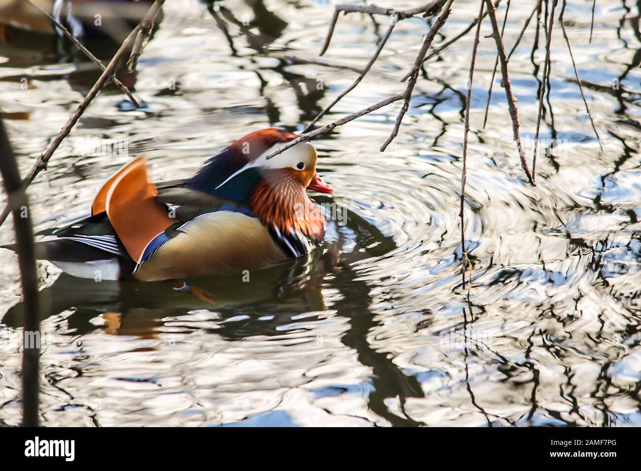 Un mandarino anatra maschio è nuoto nel lago. La vita degli uccelli selvatici nel parco. Una buona immagine per un sito su uccelli, anatre, fauna selvatica, arte, pittura. Foto Stock