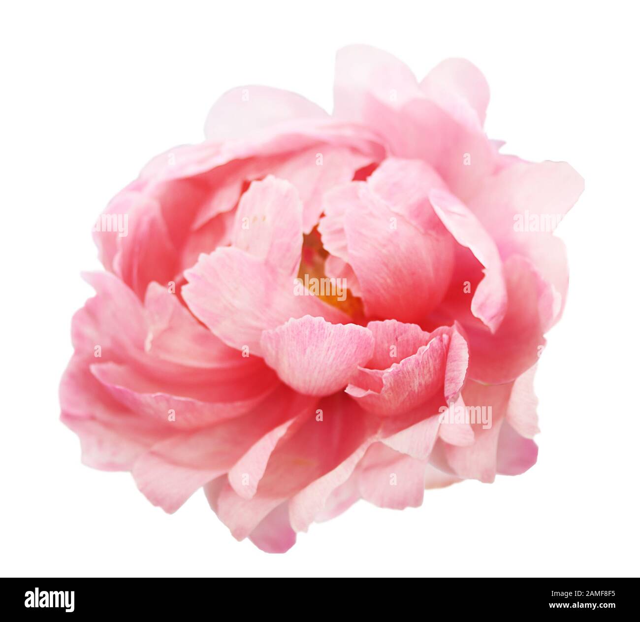 Splendida peonia fiore su sfondo bianco. Fiore rosa isolato. Foto Stock