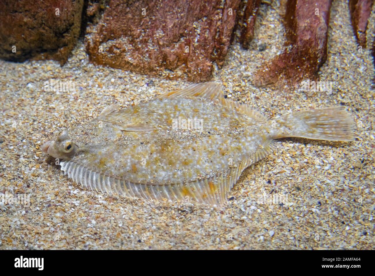 Pesce piatto - Pleuronettidi. Pesce piatto posa sotto la sabbia sul fondo del mare, camouflage sul fondo dell'oceano. Foto Stock