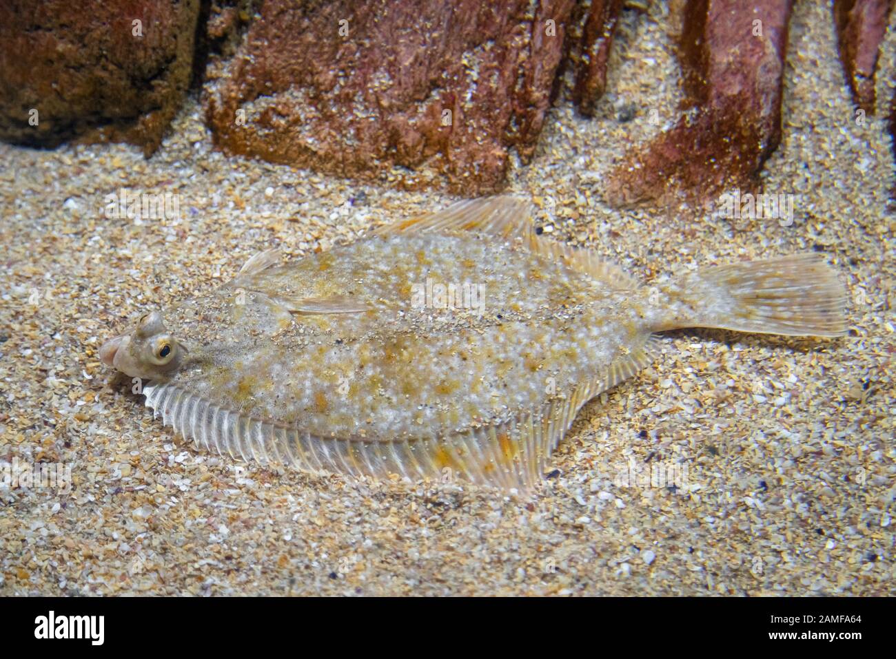 Pesce piatto - Pleuronettidi. Pesce piatto posa sotto la sabbia sul fondo  del mare, camouflage sul fondo dell'oceano Foto stock - Alamy