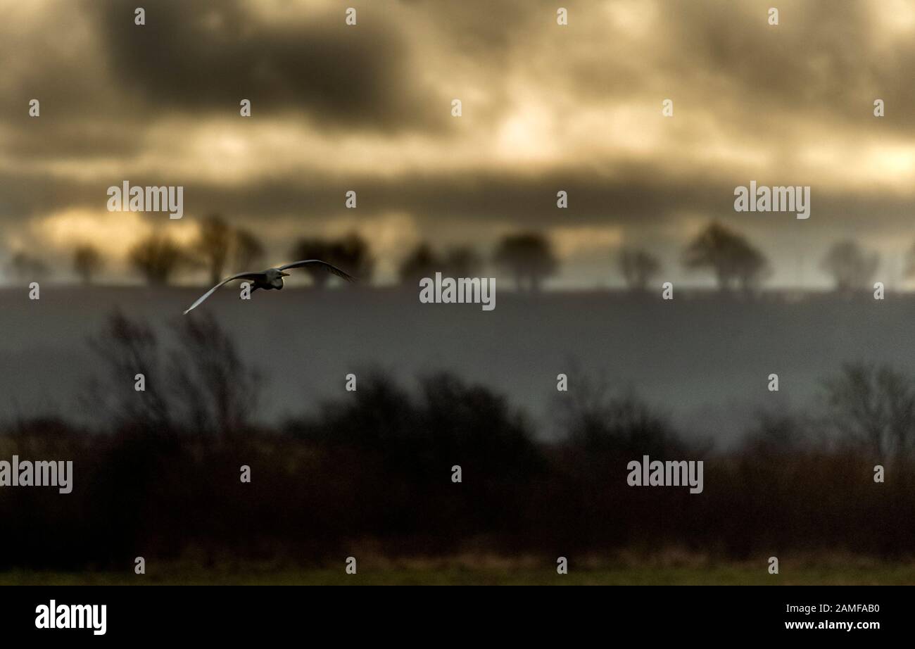 Rutland Water Gennaio 12th 2020: Tempesta nuvole e sole Little Egret volo su lagune durante il clima mite per la fauna selvatica invernale uccelli bagnanti feed e bagno in acque alte sotto nuvole tempesta e pioggia alta strega involta al pericolo di danni a siti di nidificazione. Wintering wildfowl trappole anatra costruito di rete metallica e situato in acque poco profonde operato in inverno in associazione con il Wildfowl e Wetlands Trust. Specie catturate frequentemente sono ringed come Litte Egret Tufted Duck, Mallard, Teal e Moorhen. Clifford Norton Alamy Foto Stock