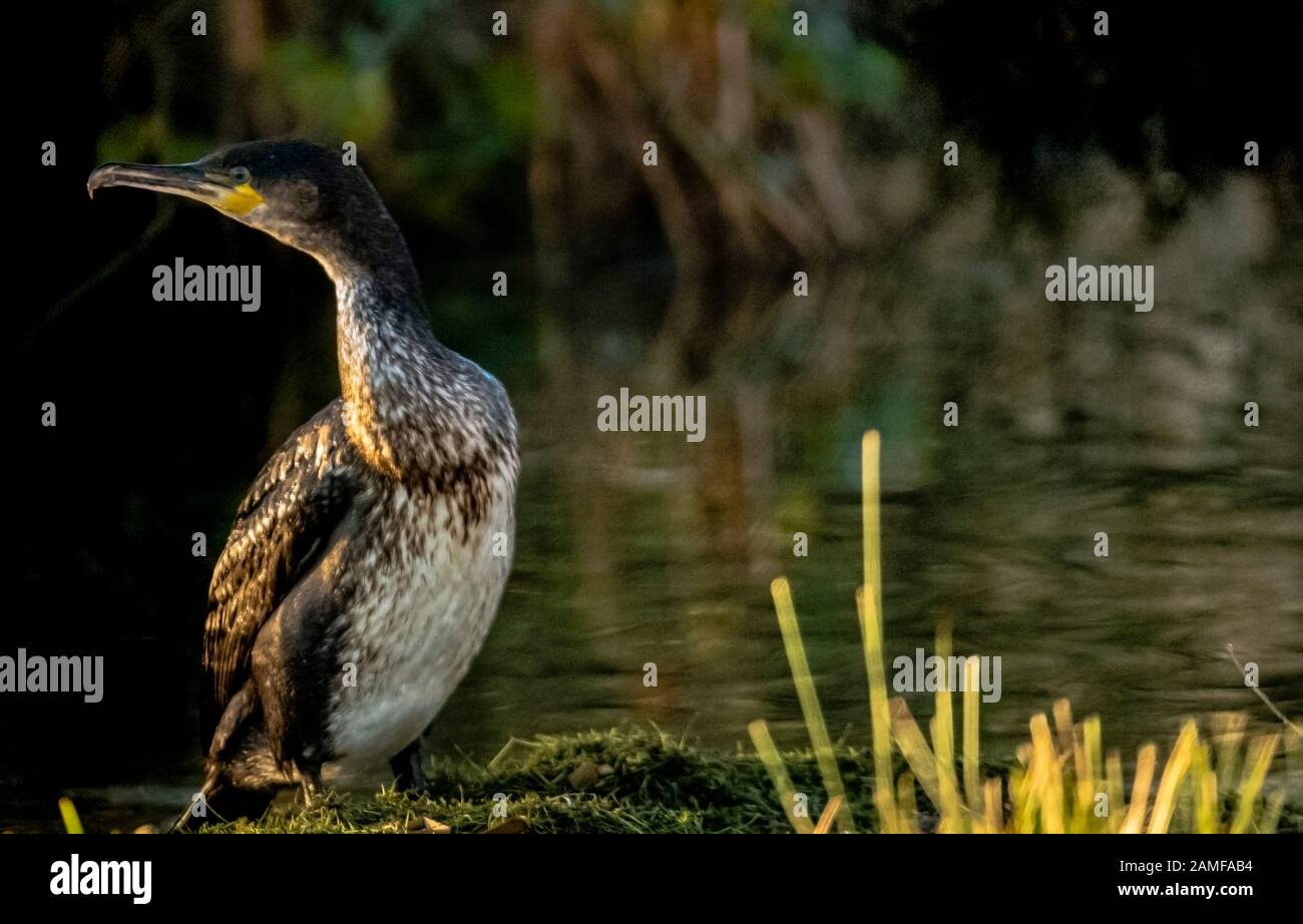 Rutland Water Gennaio 12th 2020: Clima mite per la fauna selvatica invernale uccelli bagnanti feed e bagno in acque alte sotto nuvole tempesta e pioggia alta strega involta al pericolo di danni a siti di nidificazione. Wintering wildfowl trappole anatra costruito di rete metallica e situato in acque poco profonde operato in inverno in associazione con il Wildfowl e Wetlands Trust. Specie catturate frequentemente sono ringed come Litte Egret Tufted Duck, Mallard, Teal e Moorhen. Clifford Norton Alamy Foto Stock