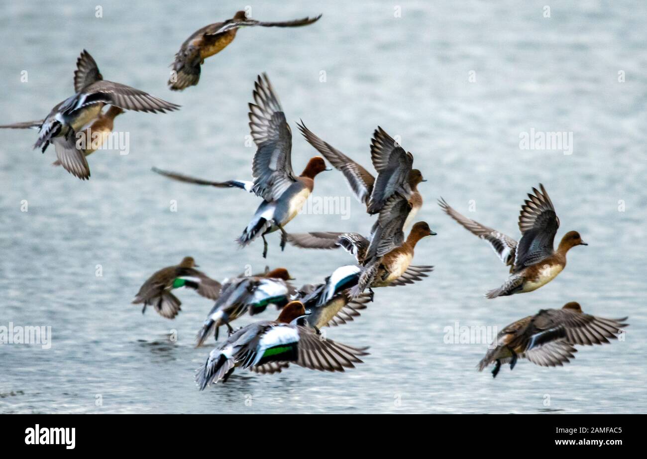 Rutland Water Gennaio 12th 2020: Uccelli flock clima mite per la fauna selvatica invernale uccelli wetland feed e bagno in acque alte sotto nuvole tempesta e pioggia elevata strega inturn al pericolo di danni a siti nidificanti. Wintering wildfowl trappole anatra costruito di rete metallica e situato in acque poco profonde operato in inverno in associazione con il Wildfowl e Wetlands Trust. Specie catturate frequentemente sono ringed come Litte Egret Tufted Duck, Mallard, Teal e Moorhen. Clifford Norton Alamy Foto Stock