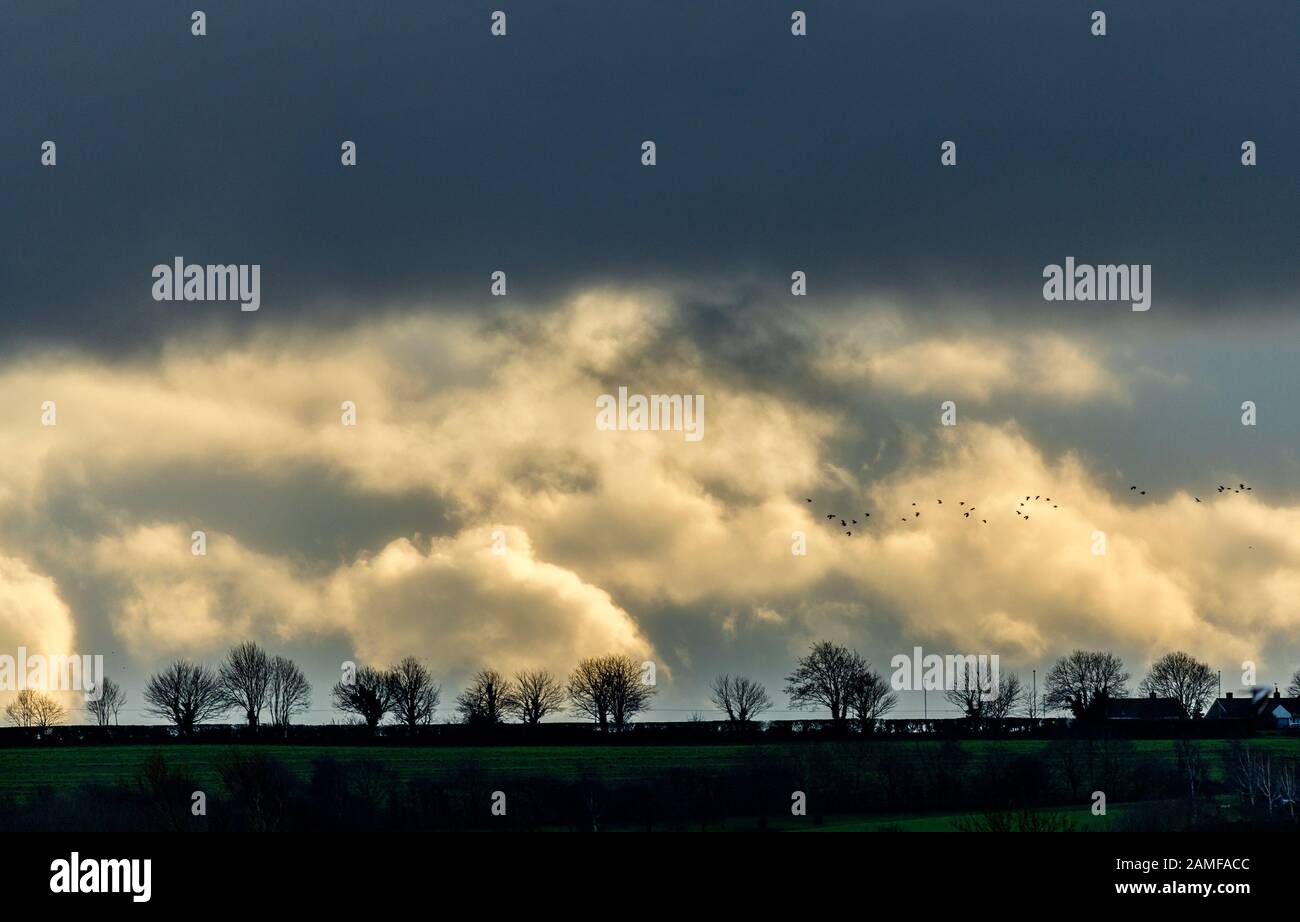 Rutland Water Gennaio 12th 2020: Nuvole di tempesta e sole uccelli floccano clima mite per fauna selvatica inverno uccelli bagnanti feed e bagno in acque alte sotto nuvole di tempesta e pioggia alta strega involta al pericolo di danni a siti di nidificazione. Wintering wildfowl trappole anatra costruito di rete metallica e situato in acque poco profonde operato in inverno in associazione con il Wildfowl e Wetlands Trust. Specie catturate frequentemente sono ringed come Litte Egret Tufted Duck, Mallard, Teal e Moorhen. Clifford Norton Alamy Foto Stock