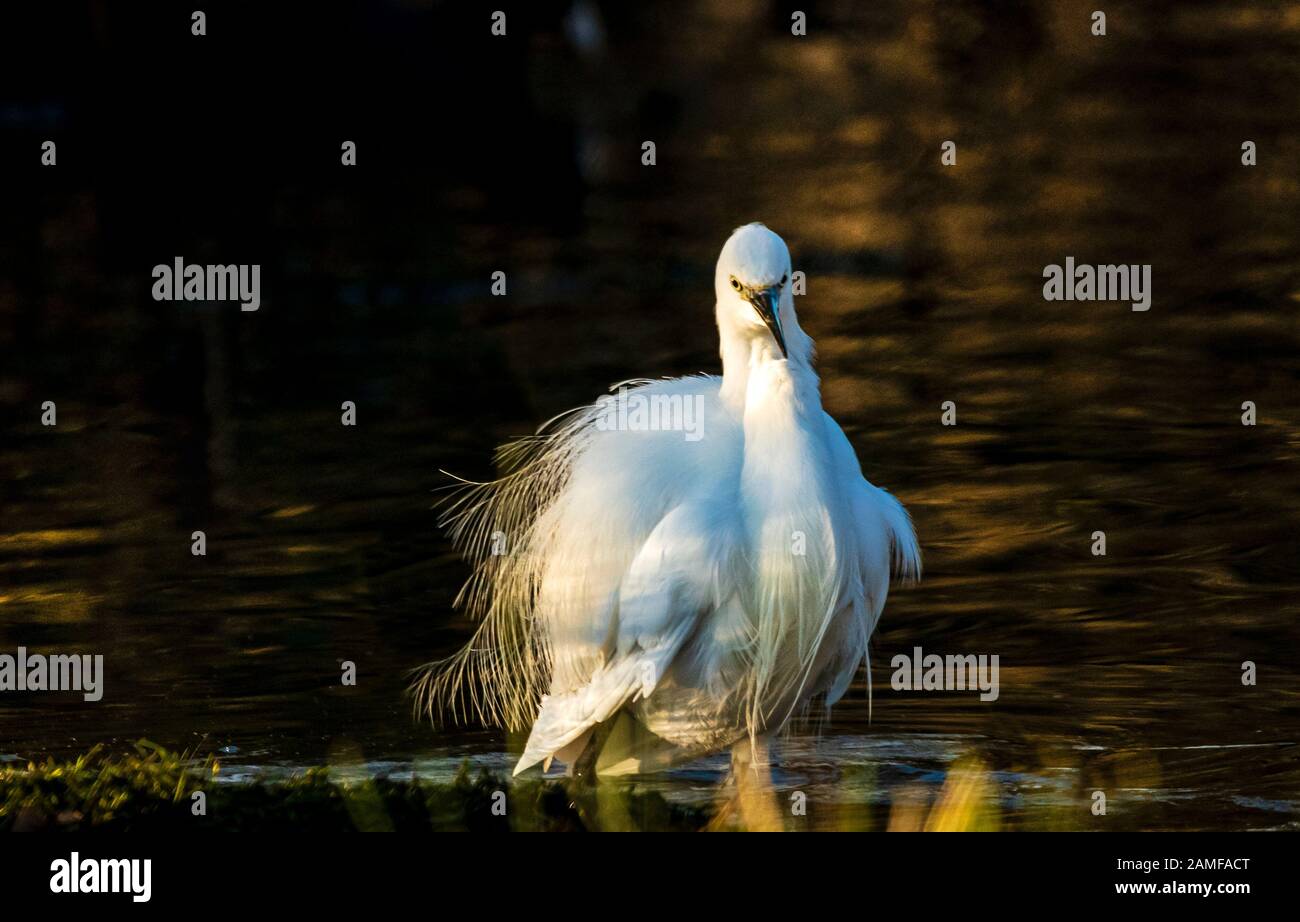 Rutland Water Gennaio 12th 2020: Piccolo Egret bagnarsi durante il clima mite per la fauna selvatica invernale uccelli bagnanti feed e bagno in acque alte sotto nuvole tempesta e pioggia elevata strega involta al pericolo di danni a siti di nidificazione. Wintering wildfowl trappole anatra costruito di rete metallica e situato in acque poco profonde operato in inverno in associazione con il Wildfowl e Wetlands Trust. Specie catturate frequentemente sono ringed come Litte Egret Tufted Duck, Mallard, Teal e Moorhen. Clifford Norton Alamy Foto Stock