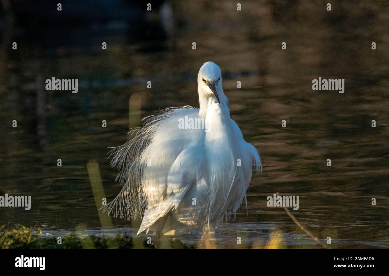 Rutland Water Gennaio 12th 2020: Piccolo Egret bagnarsi durante il clima mite per la fauna selvatica invernale uccelli bagnanti feed e bagno in acque alte sotto nuvole tempesta e pioggia elevata strega involta al pericolo di danni a siti di nidificazione. Wintering wildfowl trappole anatra costruito di rete metallica e situato in acque poco profonde operato in inverno in associazione con il Wildfowl e Wetlands Trust. Specie catturate frequentemente sono ringed come Litte Egret Tufted Duck, Mallard, Teal e Moorhen. Clifford Norton Alamy Foto Stock