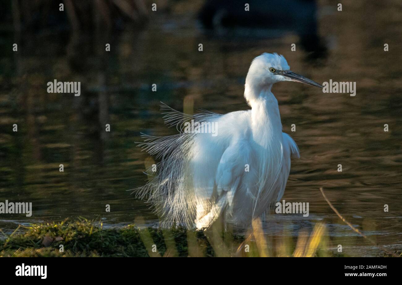 Rutland Water Gennaio 12th 2020: Piccolo Egret bagnarsi durante il clima mite per la fauna selvatica invernale uccelli bagnanti feed e bagno in acque alte sotto nuvole tempesta e pioggia elevata strega involta al pericolo di danni a siti di nidificazione. Wintering wildfowl trappole anatra costruito di rete metallica e situato in acque poco profonde operato in inverno in associazione con il Wildfowl e Wetlands Trust. Specie catturate frequentemente sono ringed come Litte Egret Tufted Duck, Mallard, Teal e Moorhen. Clifford Norton Alamy Foto Stock