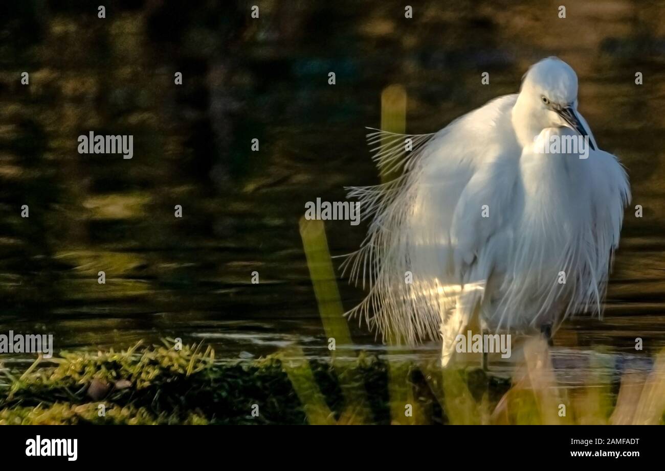 Rutland Water Gennaio 12th 2020: Clima mite per la fauna selvatica invernale uccelli bagnanti feed e bagno in acque alte sotto nuvole tempesta e pioggia alta strega involta al pericolo di danni a siti di nidificazione. Wintering wildfowl trappole anatra costruito di rete metallica e situato in acque poco profonde operato in inverno in associazione con il Wildfowl e Wetlands Trust. Specie catturate frequentemente sono ringed come Litte Egret Tufted Duck, Mallard, Teal e Moorhen. Clifford Norton Alamy Foto Stock