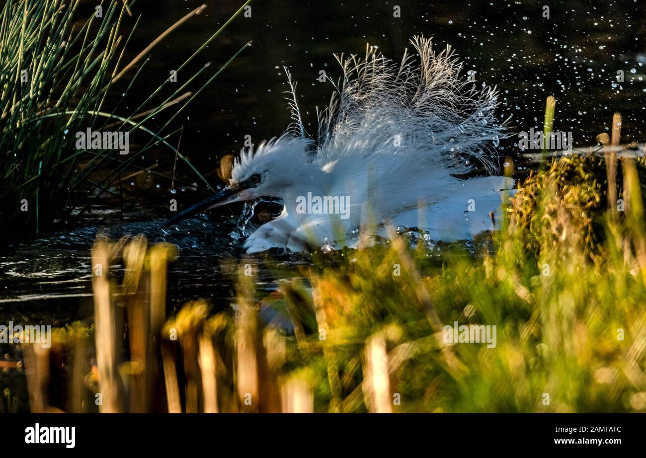 Rutland Water Gennaio 12th 2020: Piccolo Egret bagnarsi durante il clima mite per la fauna selvatica invernale uccelli bagnanti feed e bagno in acque alte sotto nuvole tempesta e pioggia elevata strega involta al pericolo di danni a siti di nidificazione. Wintering wildfowl trappole anatra costruito di rete metallica e situato in acque poco profonde operato in inverno in associazione con il Wildfowl e Wetlands Trust. Specie catturate frequentemente sono ringed come Litte Egret Tufted Duck, Mallard, Teal e Moorhen. Clifford Norton Alamy Foto Stock