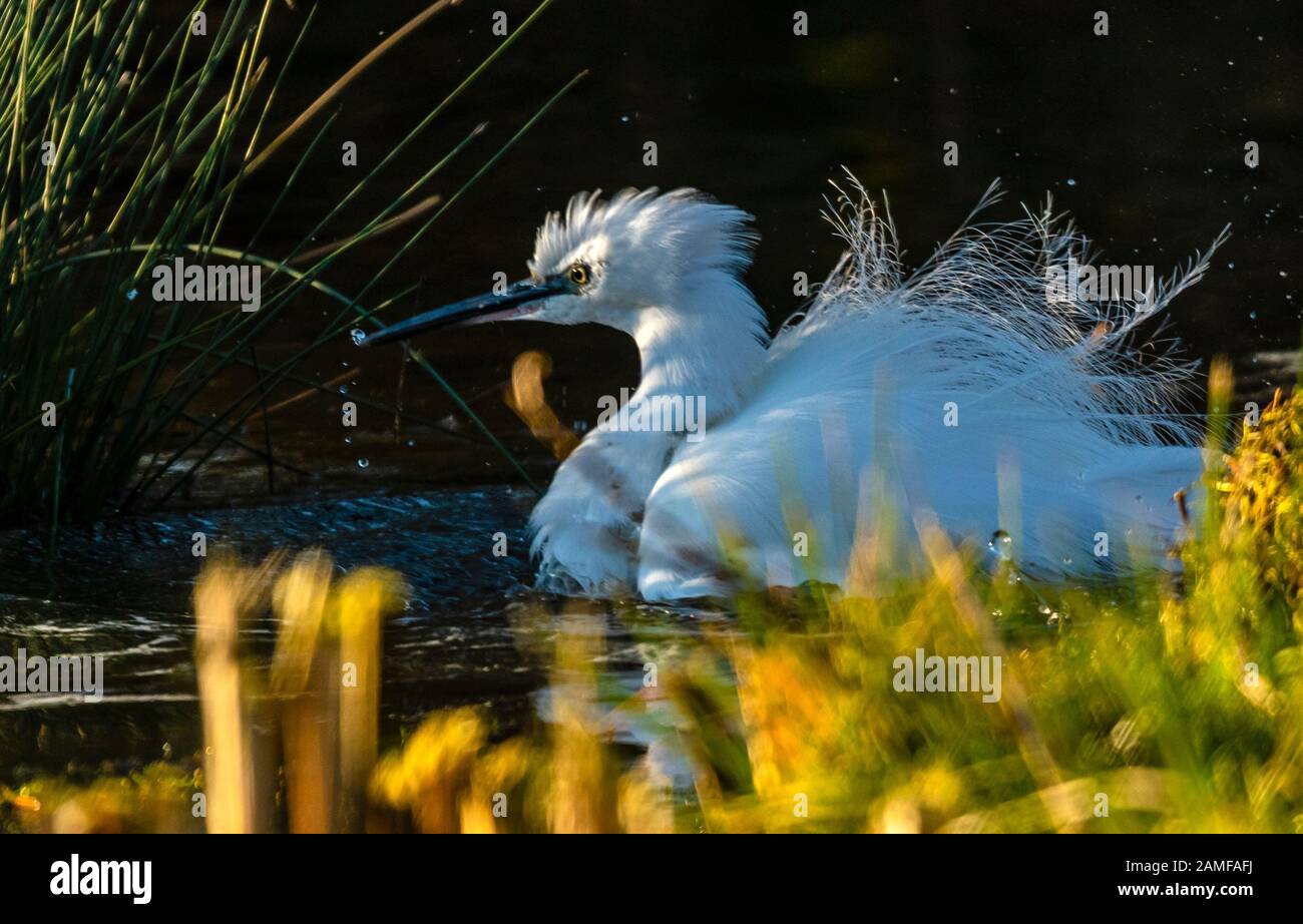 Rutland Water Gennaio 12th 2020: Piccolo Egret bagnarsi durante il clima mite per la fauna selvatica invernale uccelli bagnanti feed e bagno in acque alte sotto nuvole tempesta e pioggia elevata strega involta al pericolo di danni a siti di nidificazione. Wintering wildfowl trappole anatra costruito di rete metallica e situato in acque poco profonde operato in inverno in associazione con il Wildfowl e Wetlands Trust. Specie catturate frequentemente sono ringed come Litte Egret Tufted Duck, Mallard, Teal e Moorhen. Clifford Norton Alamy Foto Stock