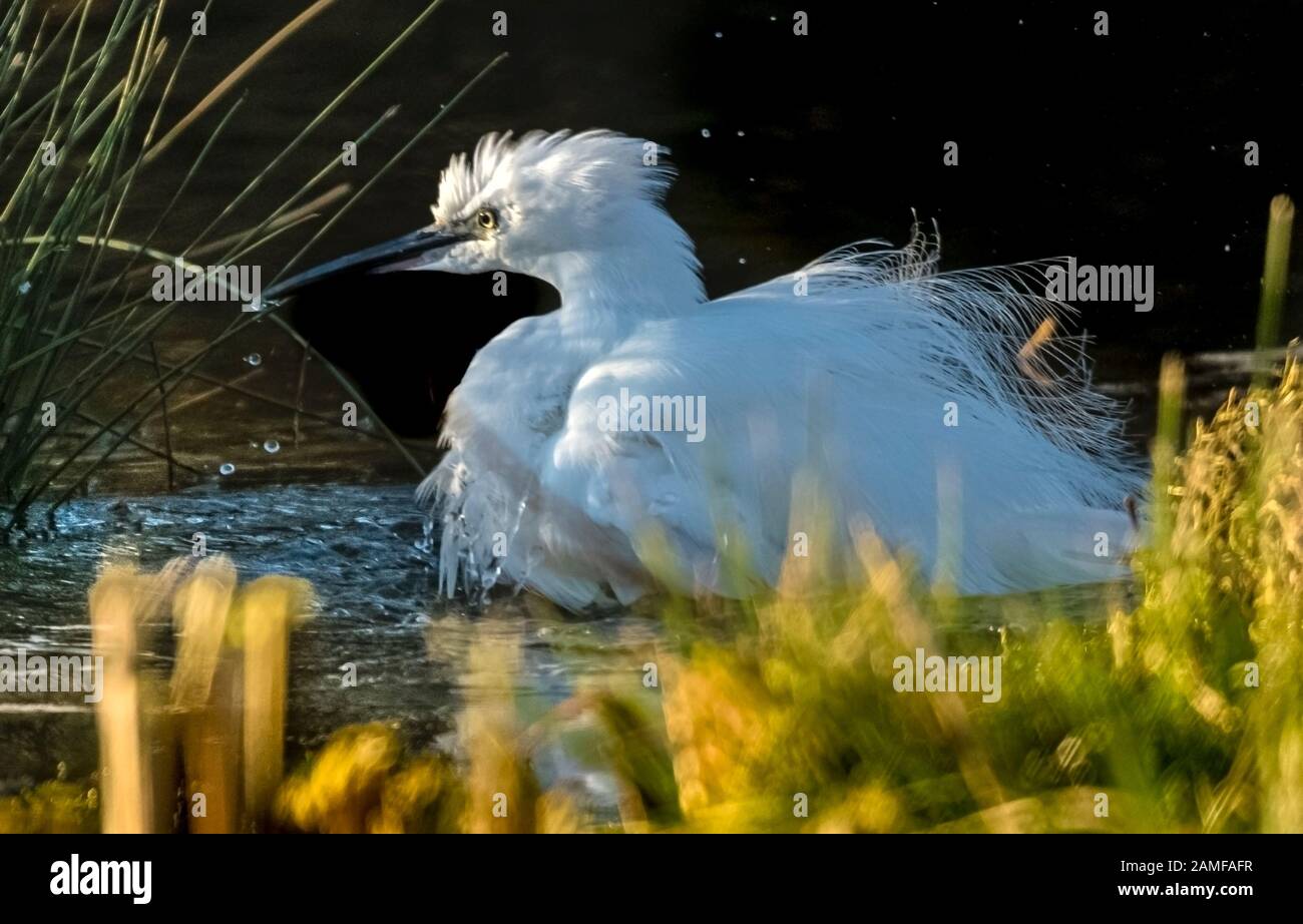 Rutland Water Gennaio 12th 2020: Piccolo Egret bagnarsi durante il clima mite per la fauna selvatica invernale uccelli bagnanti feed e bagno in acque alte sotto nuvole tempesta e pioggia elevata strega involta al pericolo di danni a siti di nidificazione. Wintering wildfowl trappole anatra costruito di rete metallica e situato in acque poco profonde operato in inverno in associazione con il Wildfowl e Wetlands Trust. Specie catturate frequentemente sono ringed come Litte Egret Tufted Duck, Mallard, Teal e Moorhen. Clifford Norton Alamy Foto Stock