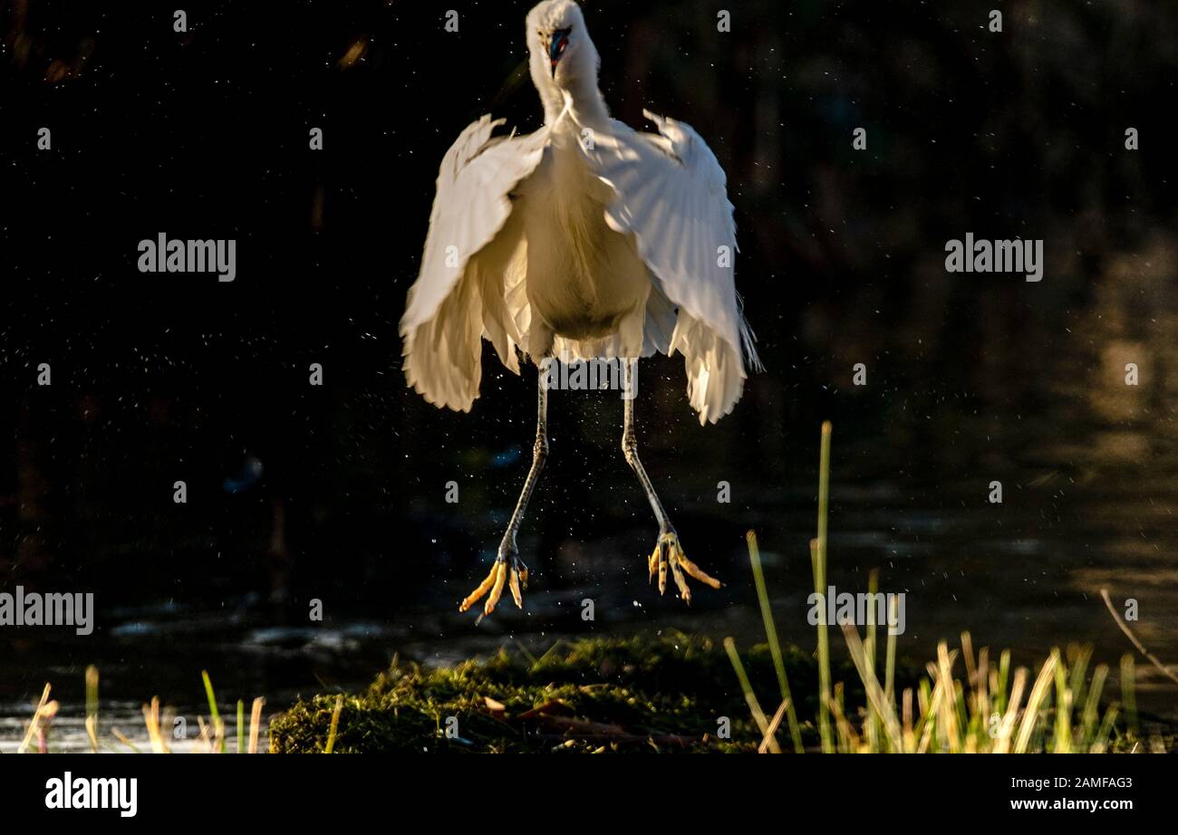 Rutland Water Gennaio 12th 2020: Little Egret Drying Off dopo un bagno durante il clima mite per la fauna selvatica invernale uccelli bagnanti feed e bagno in acque alte sotto nuvole tempesta e pioggia elevata strega inturn al pericolo di danni a siti di nidificazione. Wintering wildfowl trappole anatra costruito di rete metallica e situato in acque poco profonde operato in inverno in associazione con il Wildfowl e Wetlands Trust. Specie catturate frequentemente sono ringed come Litte Egret Tufted Duck, Mallard, Teal e Moorhen. Clifford Norton Alamy Foto Stock