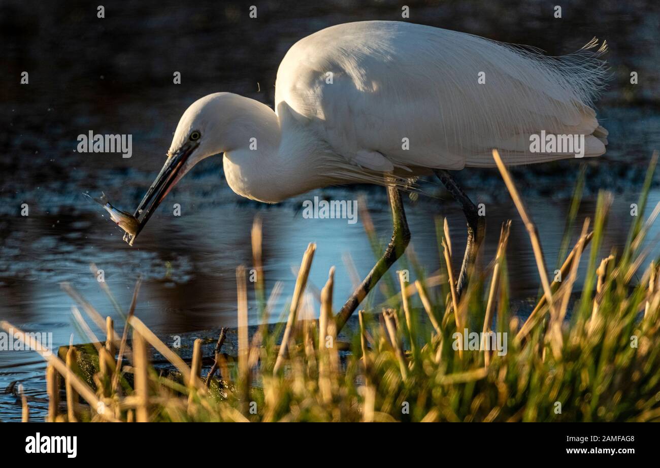 Rutland Water Gennaio 12th 2020: Little Egret pesca durante il clima mite per la fauna selvatica invernale uccelli bagnanti feed e bagno in acque alte sotto nuvole tempesta e pioggia alta strega involta al pericolo di danni a siti di nidificazione. Wintering wildfowl trappole anatra costruito di rete metallica e situato in acque poco profonde operato in inverno in associazione con il Wildfowl e Wetlands Trust. Specie catturate frequentemente sono ringed come Litte Egret Tufted Duck, Mallard, Teal e Moorhen. Clifford Norton Alamy Foto Stock