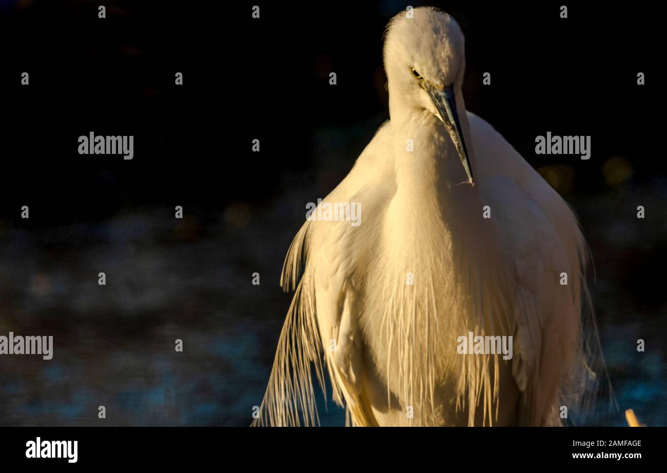 Rutland Water Gennaio 12th 2020: Clima mite per la fauna selvatica invernale uccelli bagnanti feed e bagno in acque alte sotto nuvole tempesta e pioggia alta strega involta al pericolo di danni a siti di nidificazione. Wintering wildfowl trappole anatra costruito di rete metallica e situato in acque poco profonde operato in inverno in associazione con il Wildfowl e Wetlands Trust. Specie catturate frequentemente sono ringed come Litte Egret Tufted Duck, Mallard, Teal e Moorhen. Clifford Norton Alamy Foto Stock