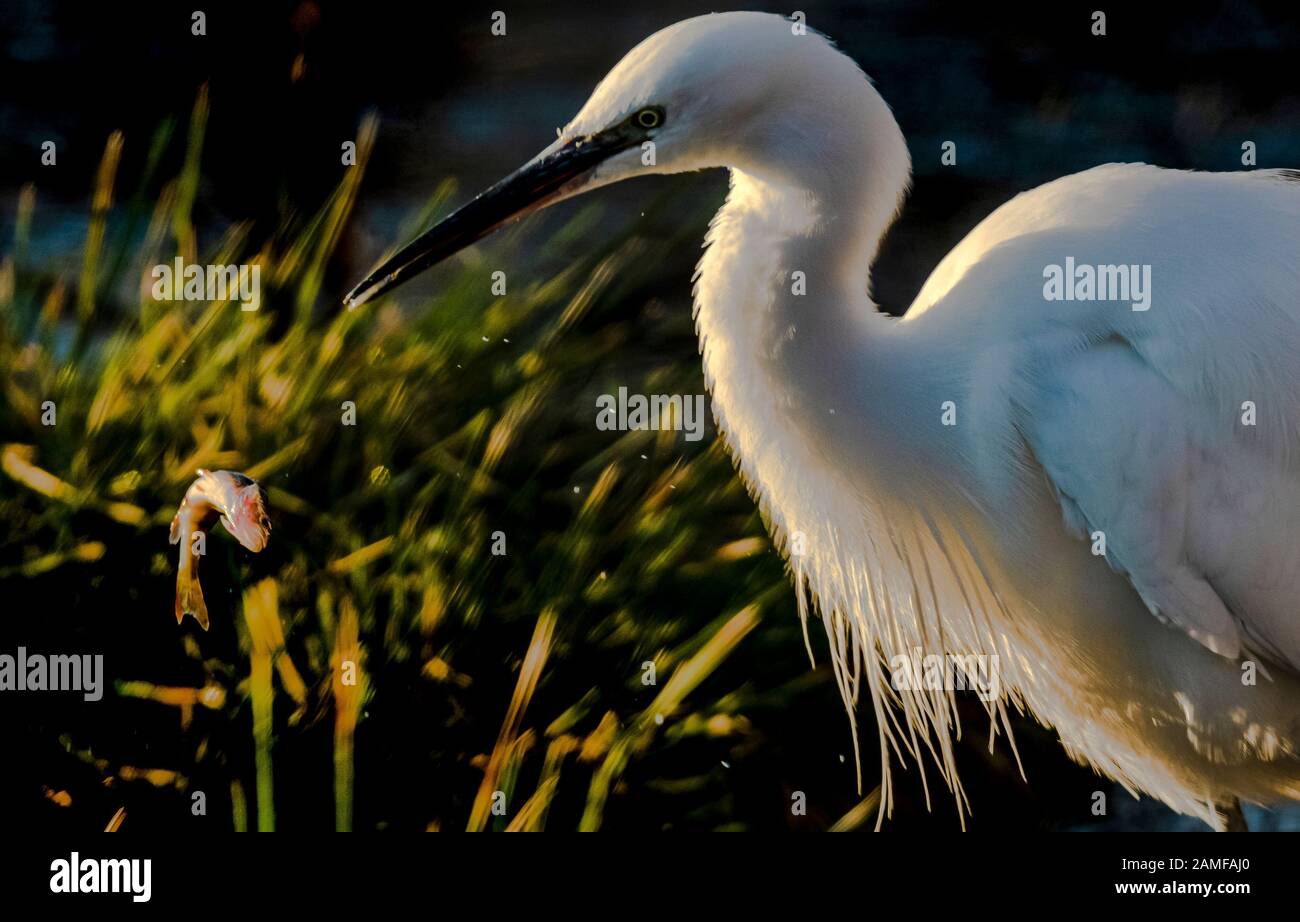 Rutland Water Gennaio 12th 2020: Little Egret pesca durante il clima mite per la fauna selvatica invernale uccelli bagnanti feed e bagno in acque alte sotto nuvole tempesta e pioggia alta strega involta al pericolo di danni a siti di nidificazione. Wintering wildfowl trappole anatra costruito di rete metallica e situato in acque poco profonde operato in inverno in associazione con il Wildfowl e Wetlands Trust. Specie catturate frequentemente sono ringed come Litte Egret Tufted Duck, Mallard, Teal e Moorhen. Clifford Norton Alamy Foto Stock