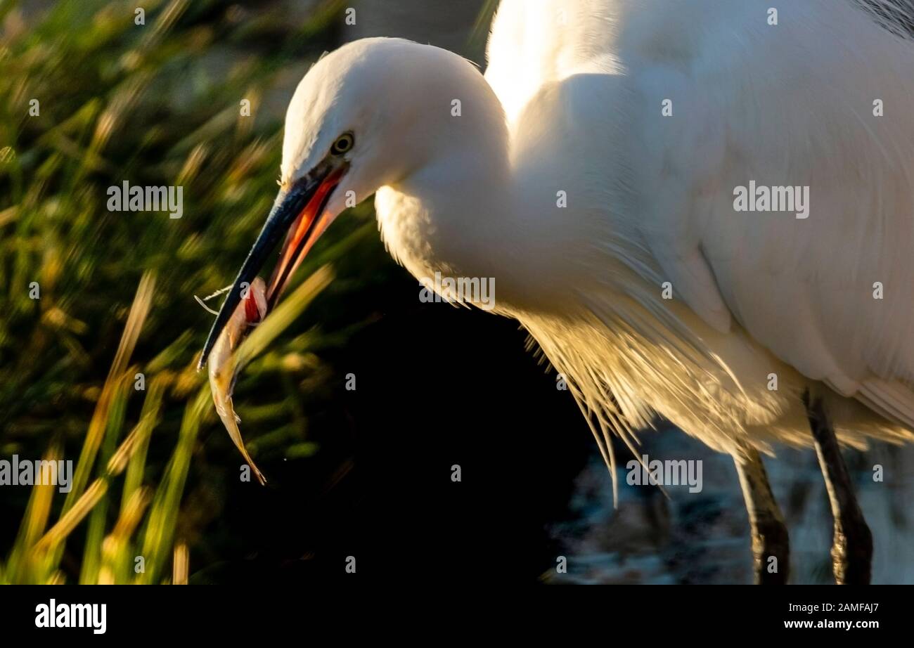 Rutland Water Gennaio 12th 2020: Little Egret pesca durante il clima mite per la fauna selvatica invernale uccelli bagnanti feed e bagno in acque alte sotto nuvole tempesta e pioggia alta strega involta al pericolo di danni a siti di nidificazione. Wintering wildfowl trappole anatra costruito di rete metallica e situato in acque poco profonde operato in inverno in associazione con il Wildfowl e Wetlands Trust. Specie catturate frequentemente sono ringed come Litte Egret Tufted Duck, Mallard, Teal e Moorhen. Clifford Norton Alamy Foto Stock