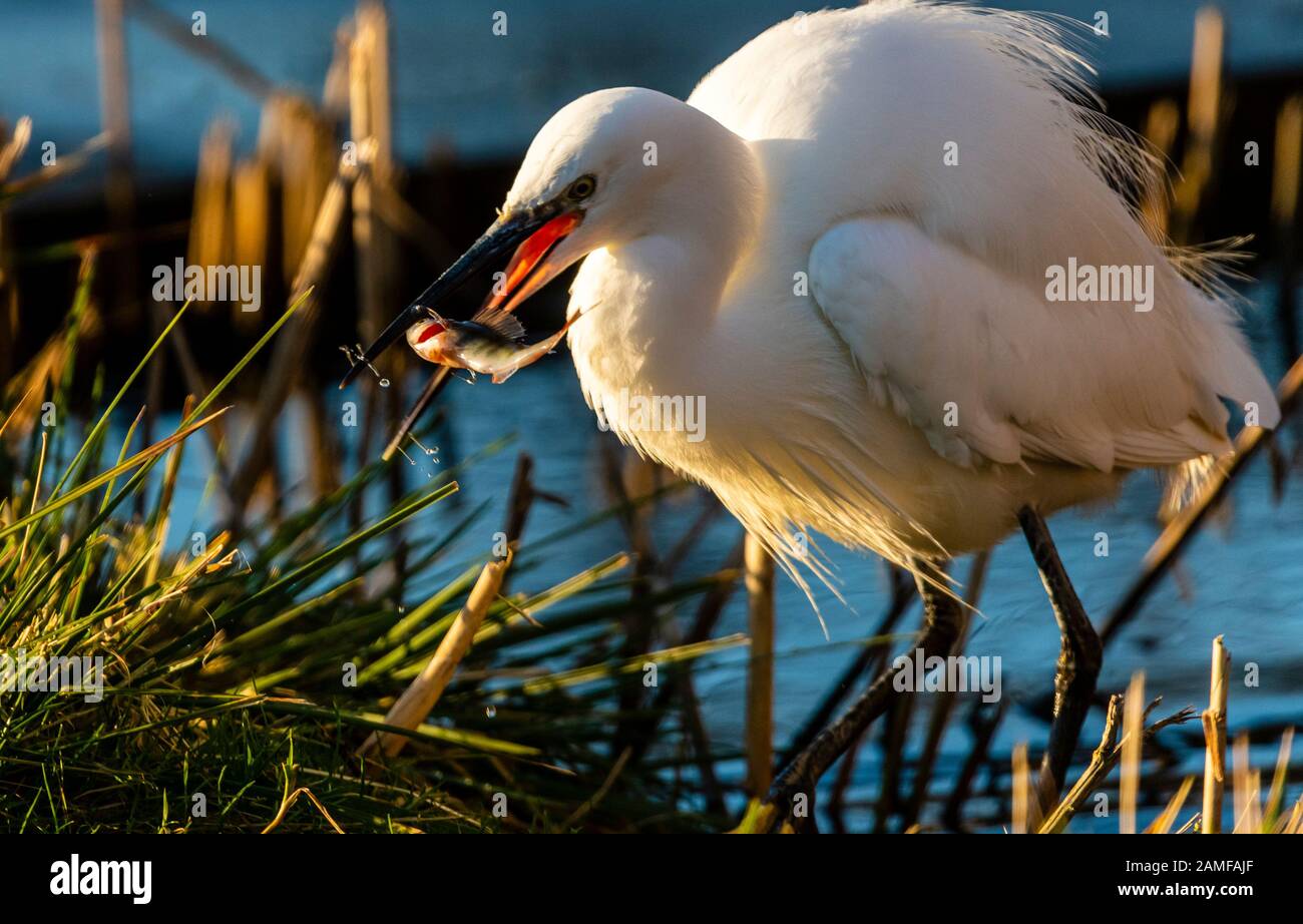 Rutland Water Gennaio 12th 2020: Little Egret pesca durante il clima mite per la fauna selvatica invernale uccelli bagnanti feed e bagno in acque alte sotto nuvole tempesta e pioggia alta strega involta al pericolo di danni a siti di nidificazione. Wintering wildfowl trappole anatra costruito di rete metallica e situato in acque poco profonde operato in inverno in associazione con il Wildfowl e Wetlands Trust. Specie catturate frequentemente sono ringed come Litte Egret Tufted Duck, Mallard, Teal e Moorhen. Clifford Norton Alamy Foto Stock