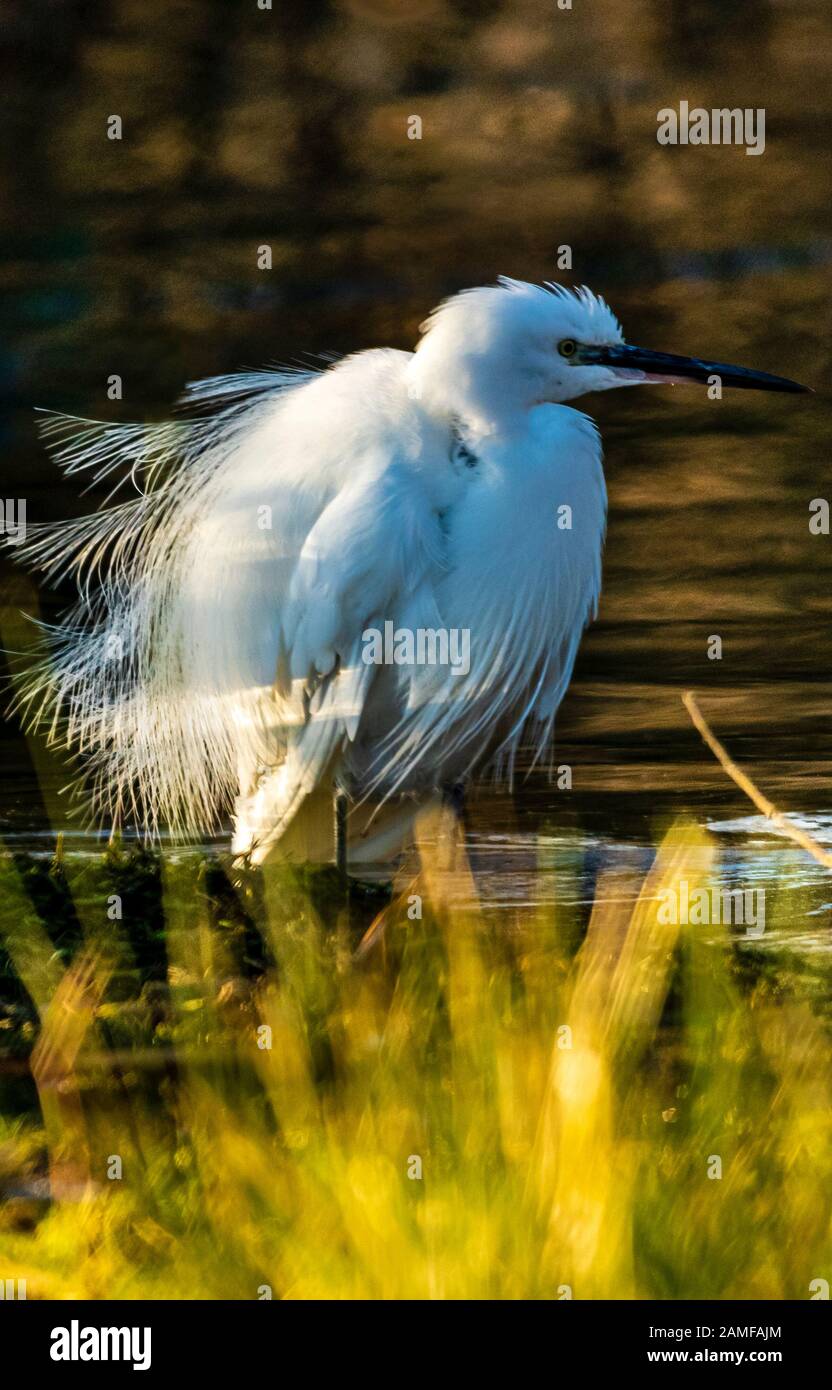 Rutland Water Gennaio 12th 2020: Little Egret pesca durante il clima mite per la fauna selvatica invernale uccelli bagnanti feed e bagno in acque alte sotto nuvole tempesta e pioggia alta strega involta al pericolo di danni a siti di nidificazione. Wintering wildfowl trappole anatra costruito di rete metallica e situato in acque poco profonde operato in inverno in associazione con il Wildfowl e Wetlands Trust. Specie catturate frequentemente sono ringed come Litte Egret Tufted Duck, Mallard, Teal e Moorhen. Clifford Norton Alamy Foto Stock