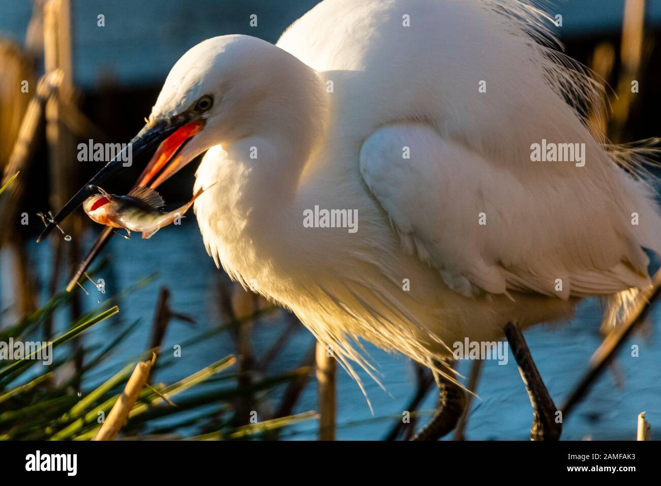 Rutland Water Gennaio 12th 2020: Little Egret pesca durante il clima mite per la fauna selvatica invernale uccelli bagnanti feed e bagno in acque alte sotto nuvole tempesta e pioggia alta strega involta al pericolo di danni a siti di nidificazione. Wintering wildfowl trappole anatra costruito di rete metallica e situato in acque poco profonde operato in inverno in associazione con il Wildfowl e Wetlands Trust. Specie catturate frequentemente sono ringed come Litte Egret Tufted Duck, Mallard, Teal e Moorhen. Clifford Norton Alamy Foto Stock