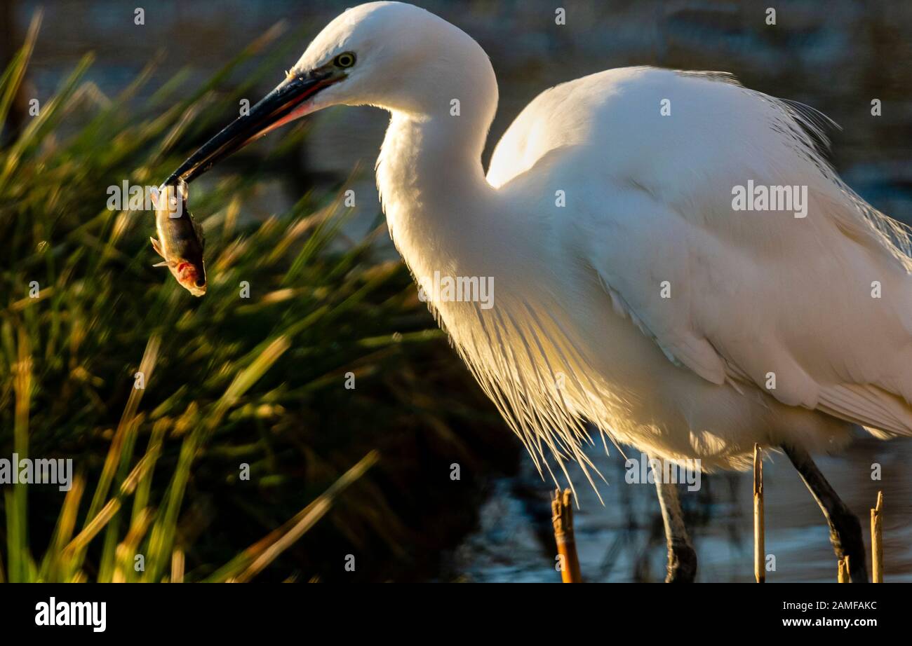 Rutland Water Gennaio 12th 2020: Little Egret pesca durante il clima mite per la fauna selvatica invernale uccelli bagnanti feed e bagno in acque alte sotto nuvole tempesta e pioggia alta strega involta al pericolo di danni a siti di nidificazione. Wintering wildfowl trappole anatra costruito di rete metallica e situato in acque poco profonde operato in inverno in associazione con il Wildfowl e Wetlands Trust. Specie catturate frequentemente sono ringed come Litte Egret Tufted Duck, Mallard, Teal e Moorhen. Clifford Norton Alamy Foto Stock