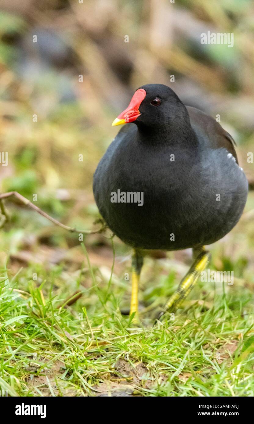 Rutland Water Gennaio 12th 2020: Moorhen in clima Mite per la fauna selvatica invernale uccelli wetland feed e bagno in acque alte sotto nuvole tempesta e pioggia elevata strega inturn al pericolo di danni a siti nidificanti. Wintering wildfowl trappole anatra costruito di rete metallica e situato in acque poco profonde operato in inverno in associazione con il Wildfowl e Wetlands Trust. Specie catturate frequentemente sono ringed come Litte Egret Tufted Duck, Mallard, Teal e Moorhen. Clifford Norton Alamy Foto Stock