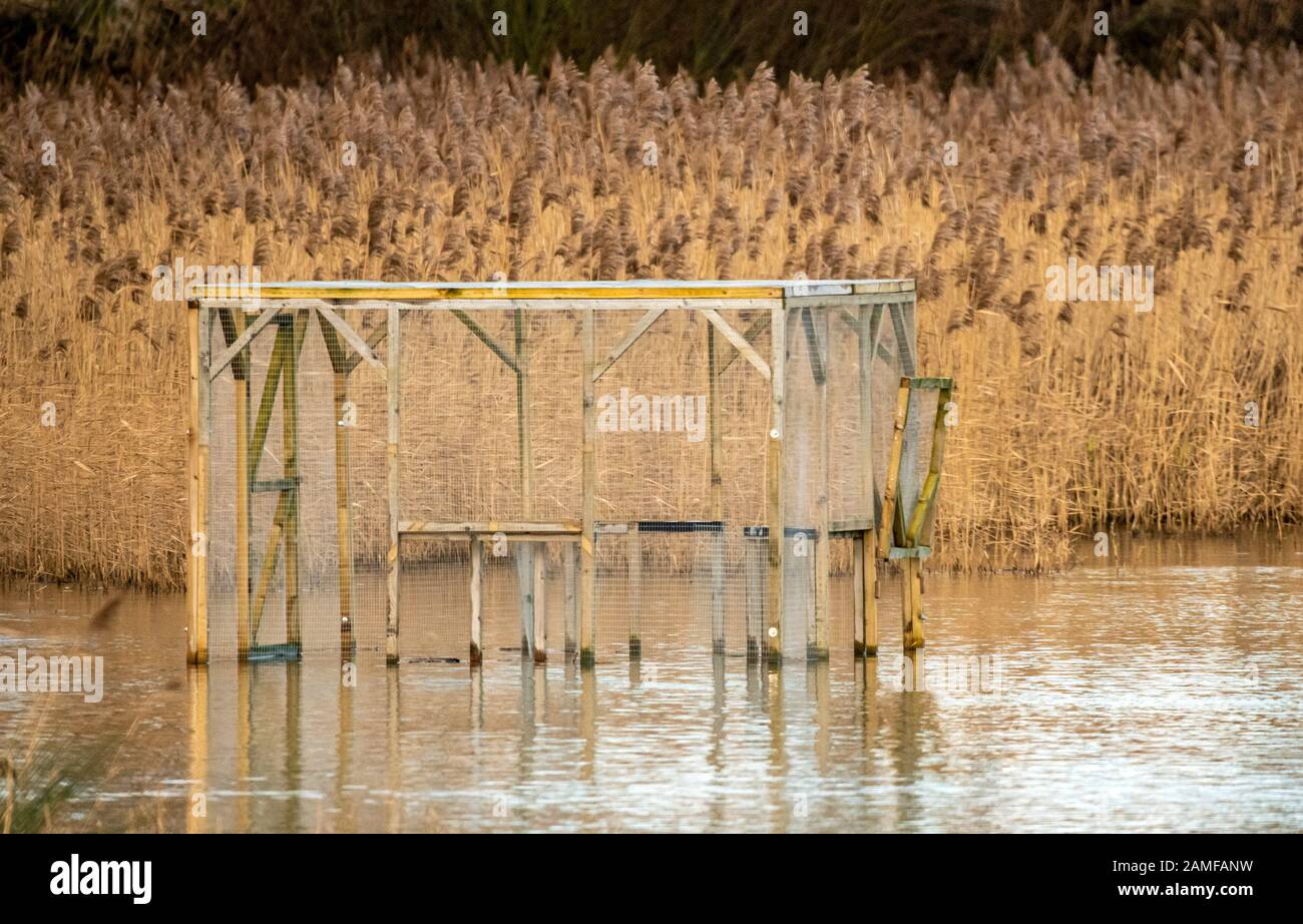 Rutland Water January 12th 2020: Wintering wildfowl anatra trappole costruito di rete metallica e situato in acque poco profonde operato in inverno in associazione con il Wildfowl e Wetlands Trust. Specie catturate frequentemente sono ringed come Litte Egret Tufted Duck, Mallard, Teal e Moorhen. Clima mite per la fauna selvatica invernale uccelli bagnanti nutrirsi e bagno in acque alte sotto nuvole tempesta e pioggia elevata strega involta al pericolo di danni a siti nidificanti. Clifford Norton Alamy Foto Stock