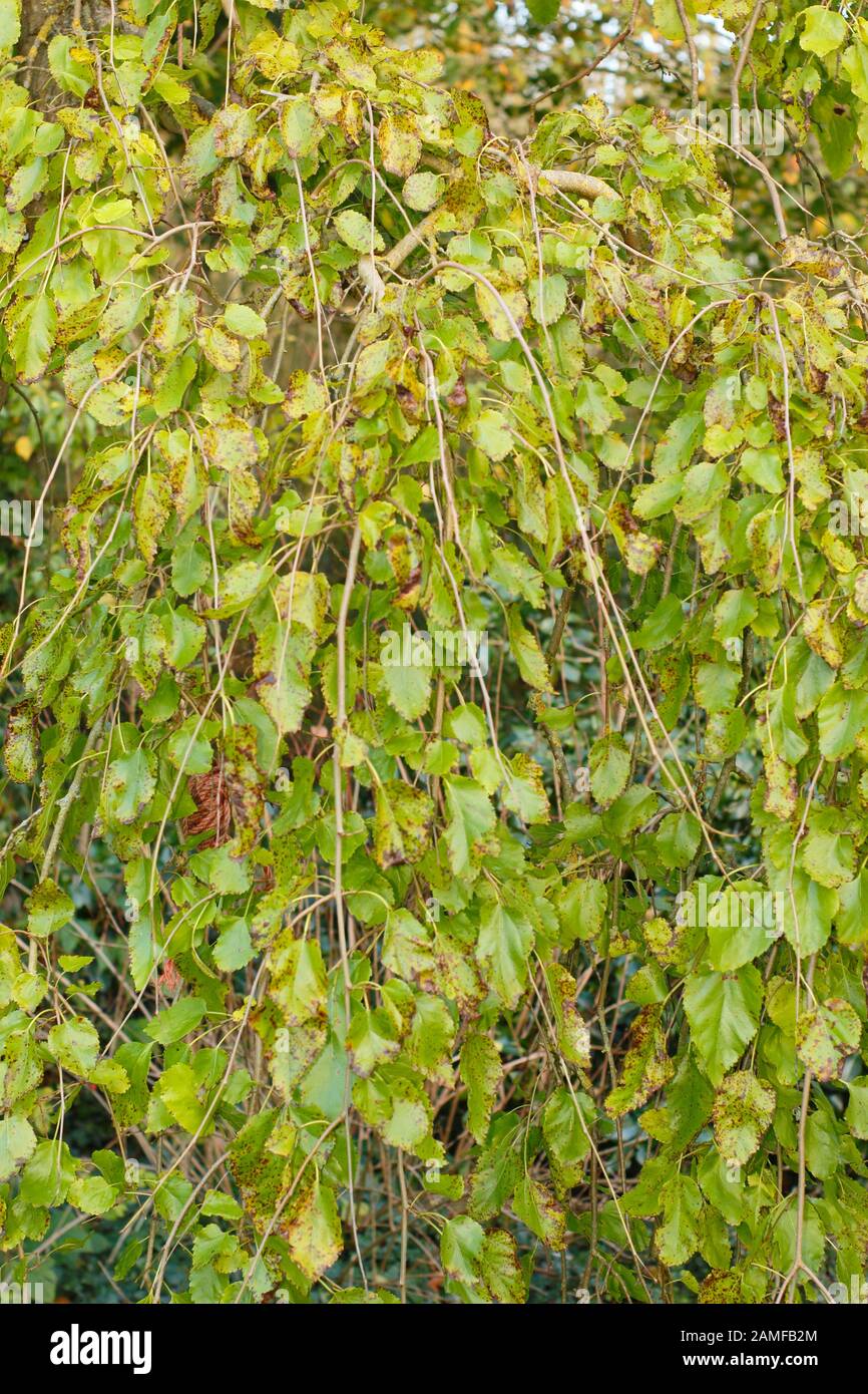 Morus alba 'Pendula'. Pianto albero di gelso bianco in tarda estate che mostra caratteristica pianto abitudine. REGNO UNITO Foto Stock