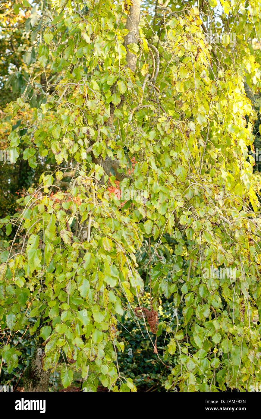 Morus alba 'Pendula'. Pianto albero di gelso bianco in tarda estate che mostra caratteristica pianto abitudine. REGNO UNITO Foto Stock