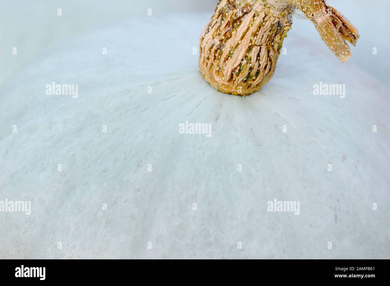 Cucurbita Maxima "Principe Ereditario". Crown Prince squash che mostra la pelle blu argento distintiva da vicino. REGNO UNITO Foto Stock
