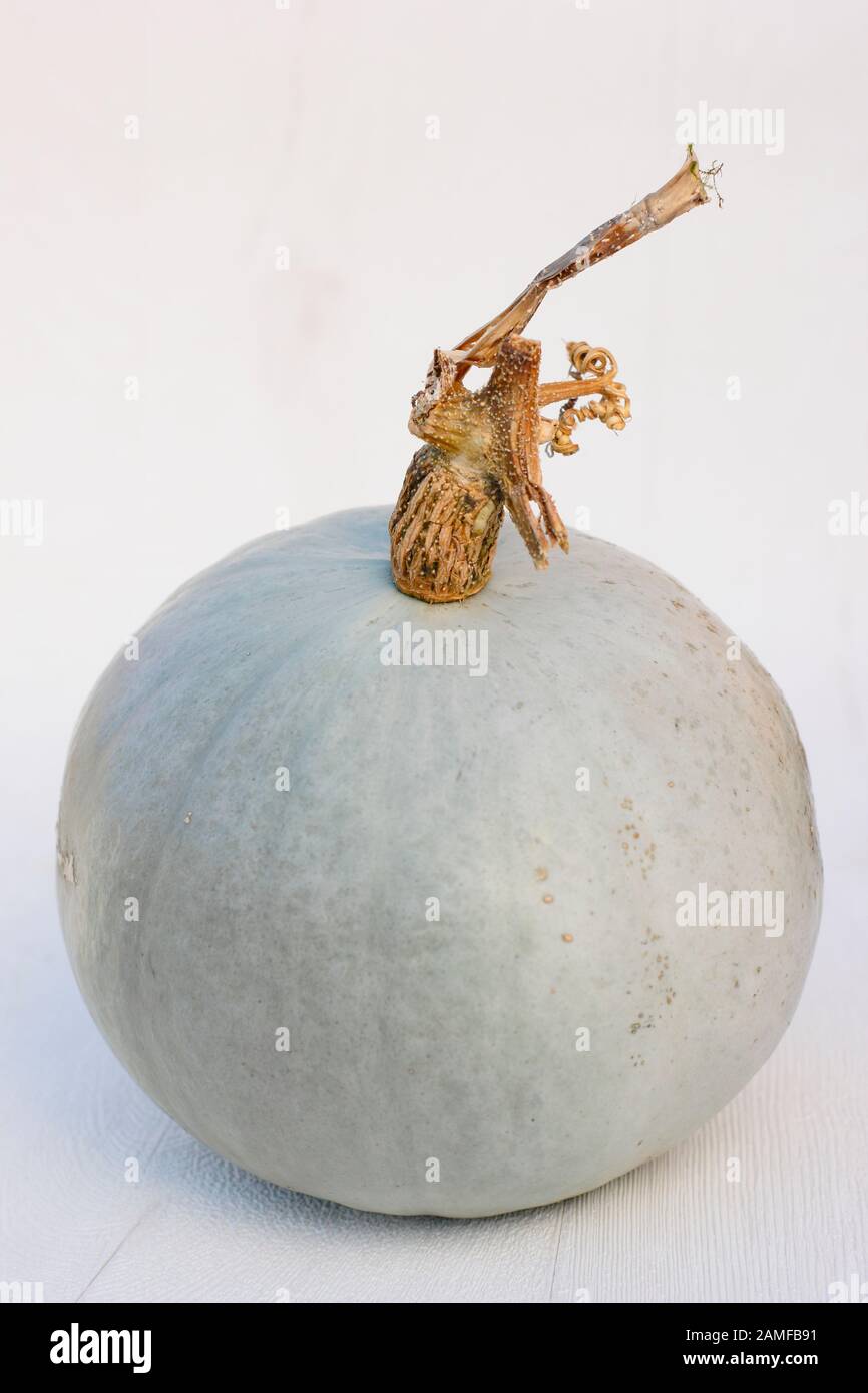 Cucurbita Maxima "Principe Ereditario". La zucca del principe ereditario coltivato in casa mostra la pelle blu argento distintiva su sfondo bianco. REGNO UNITO Foto Stock