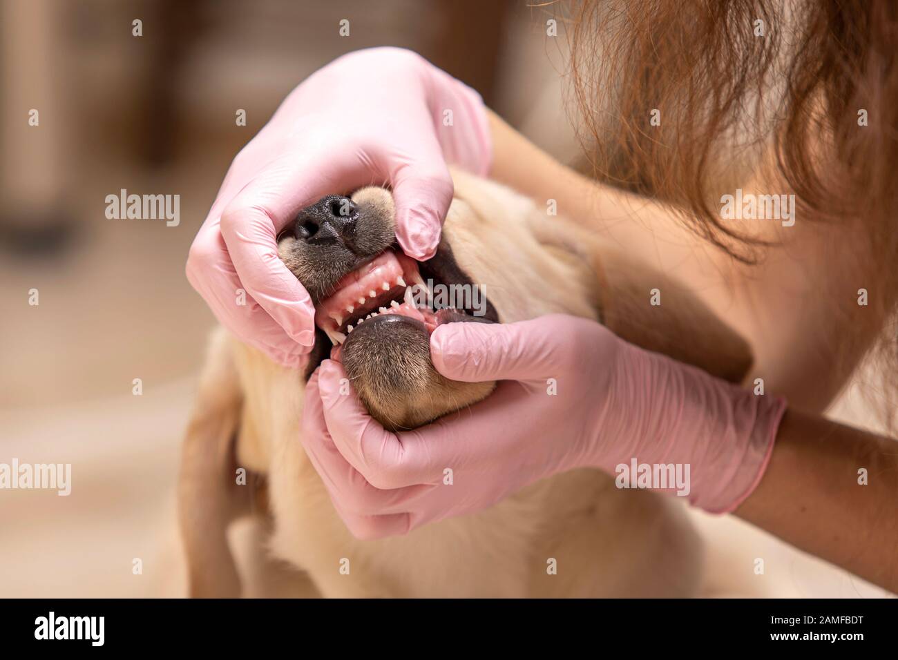 Veterinario che esamina i denti di un cane cute su backboard blur. Foto Stock