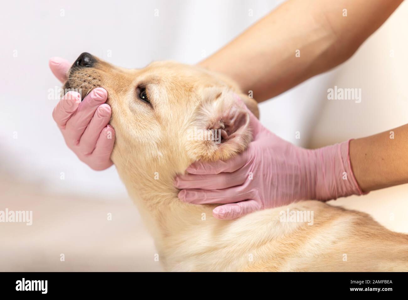 veterinario che esamina orecchie di cucciolo in guanti medici su uno sfondo leggero Foto Stock