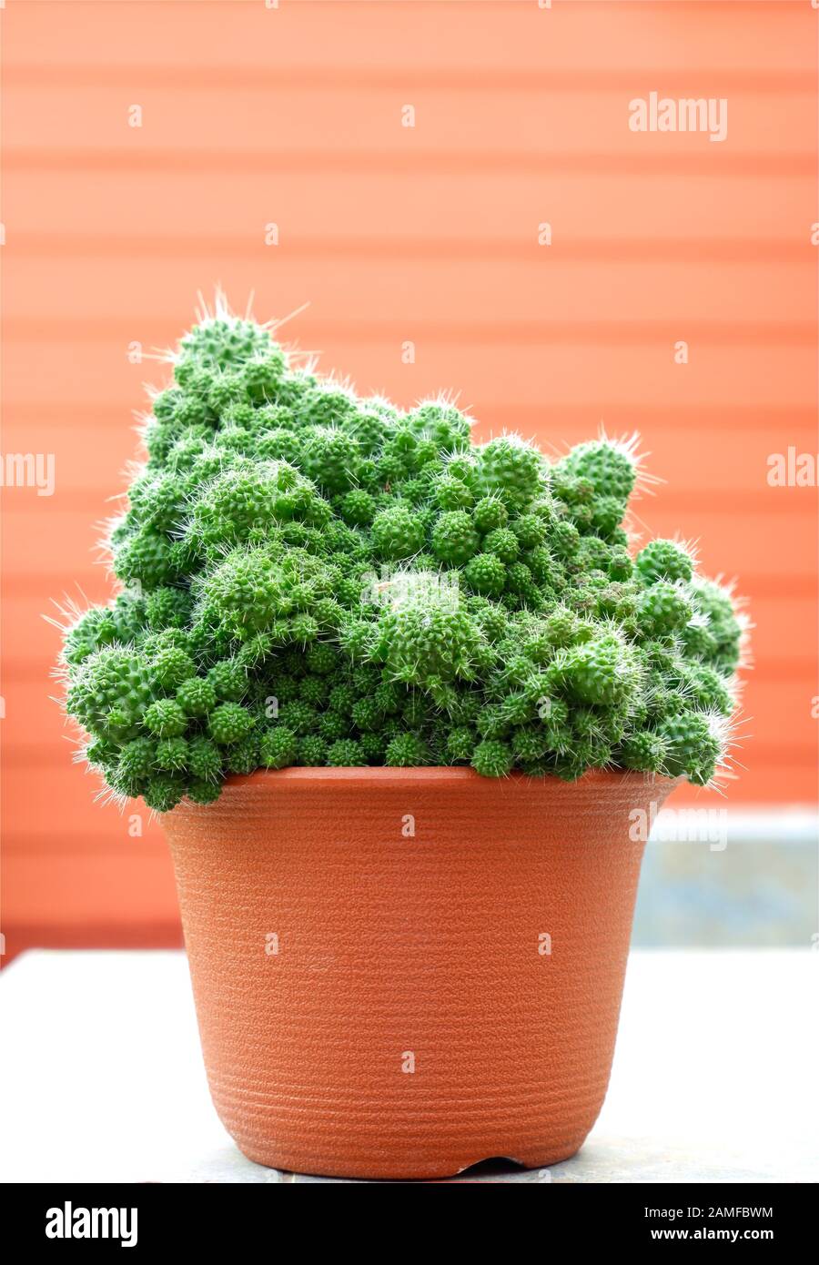 crescita di cactus verde cervello in ciotola arancione Foto Stock