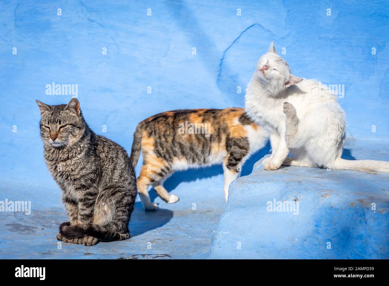 Cute felini in sfondo blu, Chefchaouen, Marocco Foto Stock