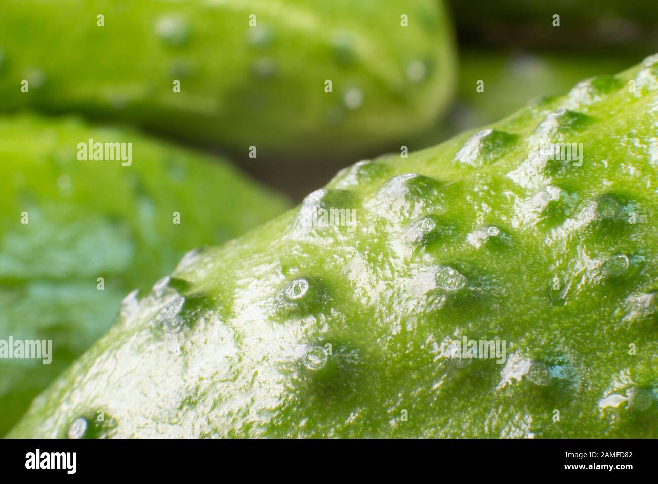 Closeup di un fresco cetriolo succoso con sfondo Signore Foto Stock