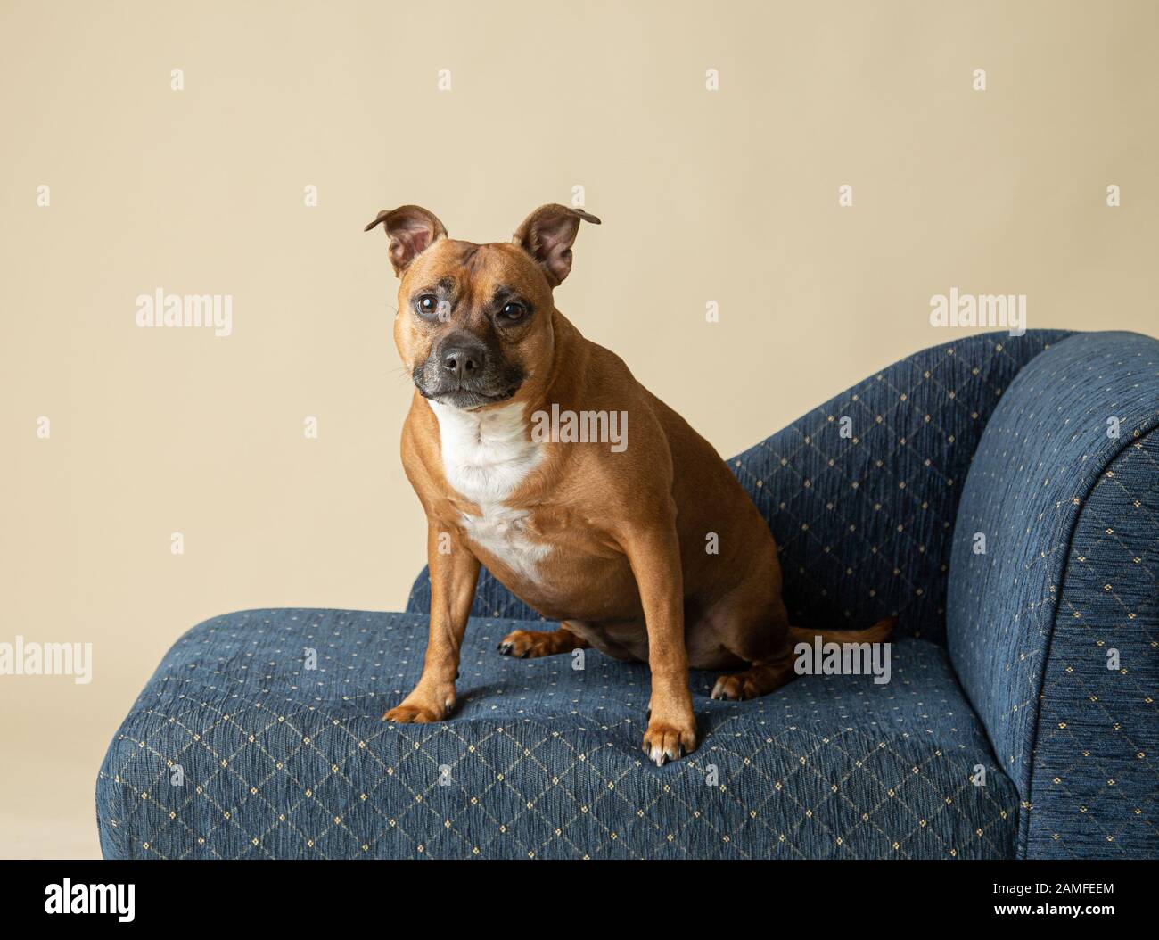Un'immagine in studio di un membro del personale seduto su una chaise longue blu e con un'espressione desiderosa ma piacevole, lo sfondo è crema e il cane è abbronzato e sbiadito. Foto Stock