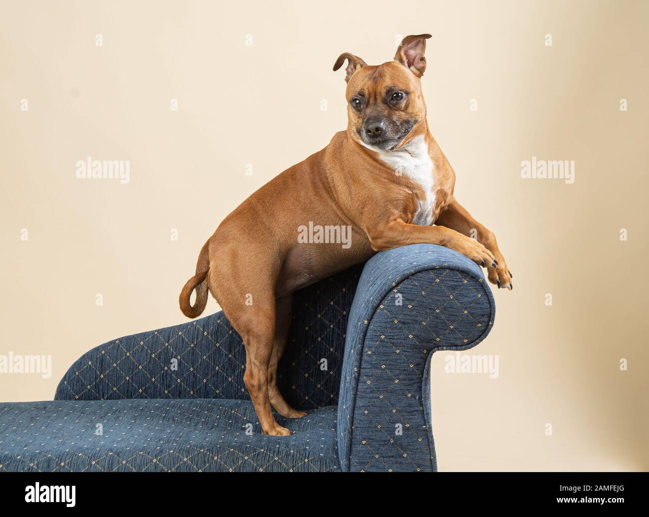 Staffordshire Bull Terrier pose su una chaise in uno studio con zampe frontali elevate Foto Stock